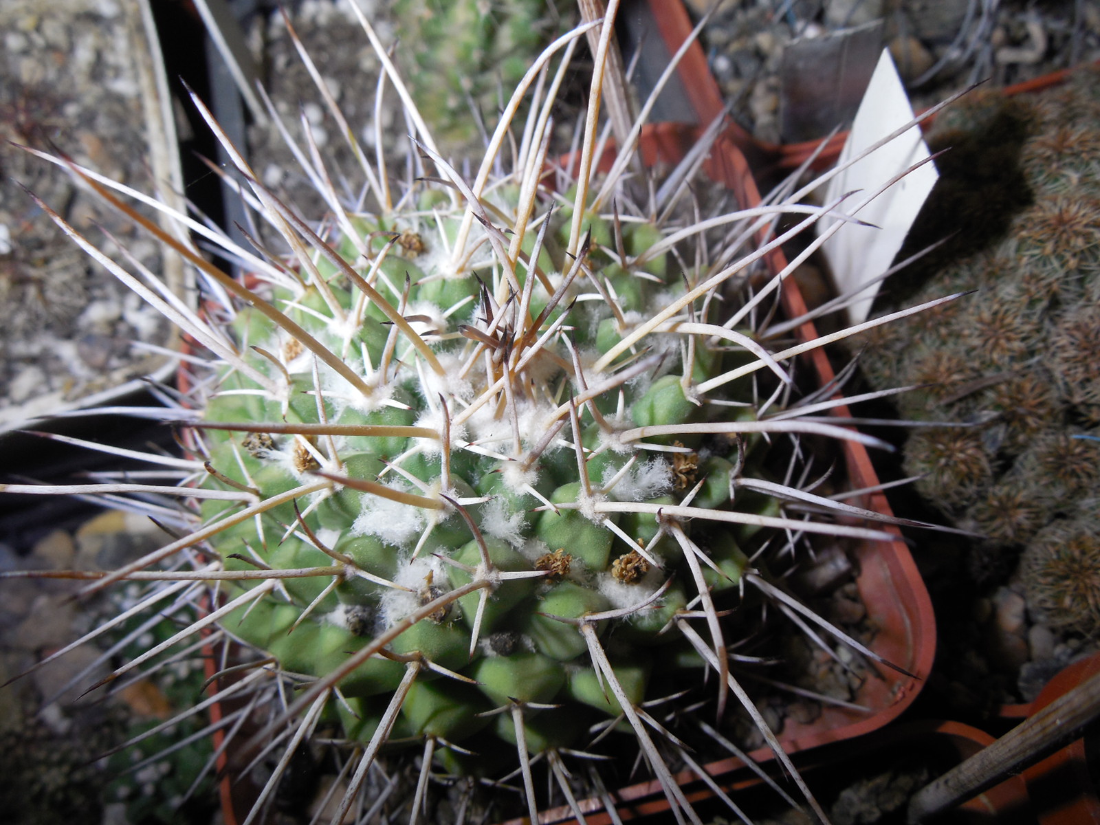 Mammillaria wagneriana L 1529 - s J Capistrano, Zac. - MG -