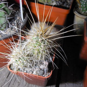 Echinocereus nicholii  SB 1933 - w. Sonoita, Sonora, - MG -
