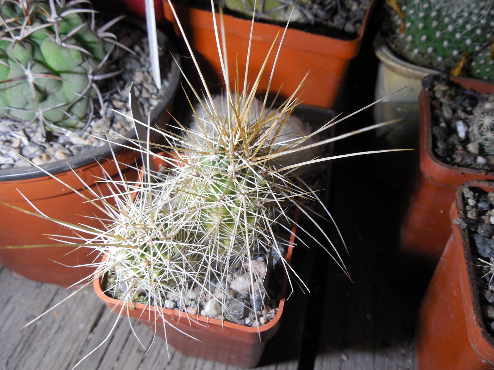 Echinocereus nicholii SB 1933 - w. Sonoita, Sonora, - MG -