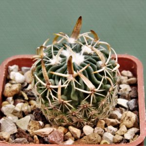 Echinofossulocactus-sp.