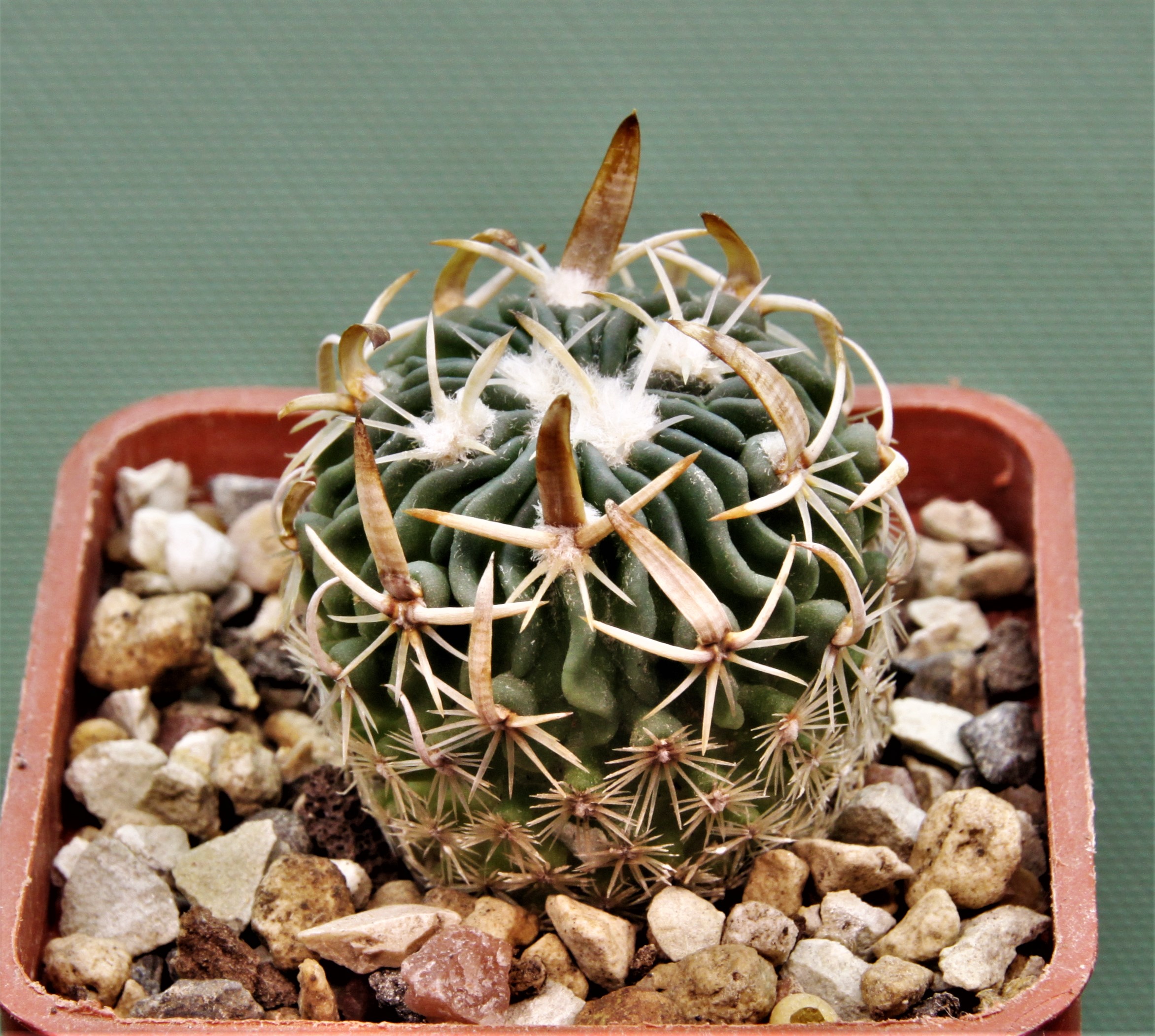 Echinofossulocactus-sp.