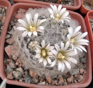 Mammillaria aureilanata v. alba -MG-насіння-