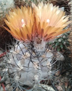 Pyrrhocactus spec.HV748 -blue form- насіння-
