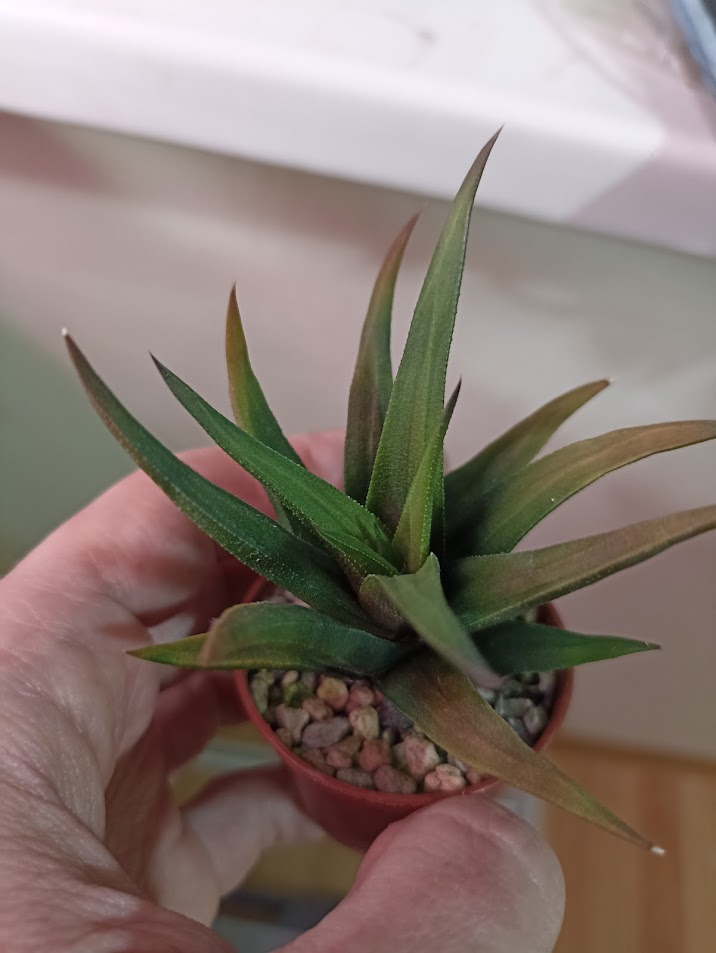 Haworthia Tortuosa Variegata