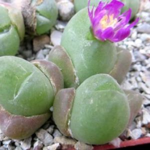 gibbaeum pilosulum