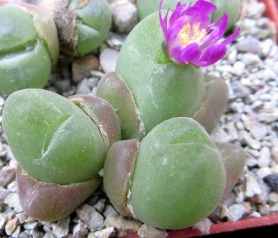 gibbaeum pilosulum