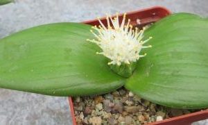 massonia jasminiflora