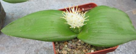 massonia jasminiflora