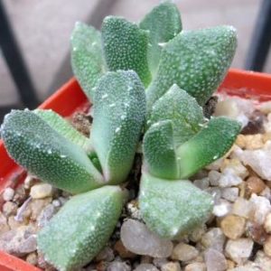 aloinopsis setifera
