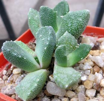 aloinopsis setifera