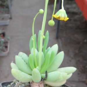 othonna clavifolia aff caudex
