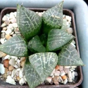haworthia comptoniana akanko х haworthia comptoniana akanko