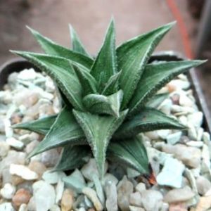 haworthia koteki nishiki variegata