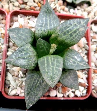 haworthia comptoniana akanko x haworthia comptoniana