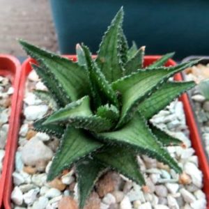 haworthia koteki nishiki hybrid