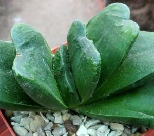 haworthia truncata hybrid