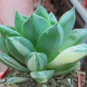 haworthia variegata