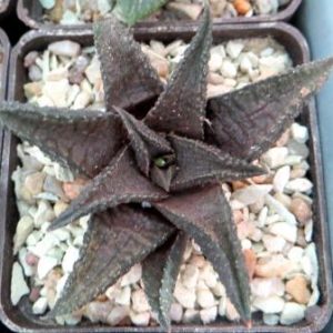 haworthia koelmaniorum hybrid