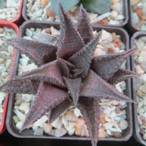 haworthia koelmaniorum hybrid