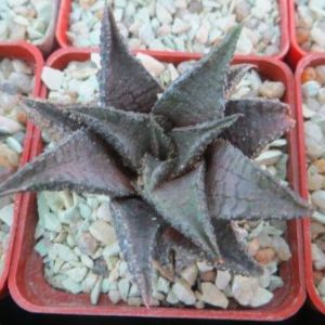 haworthia koelmaniorum hybrid