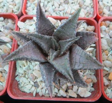 haworthia koelmaniorum hybrid