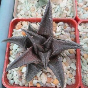 haworthia koelmaniorum hybrid