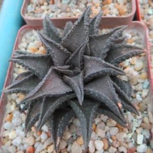 haworthia koelmaniorum hybrid