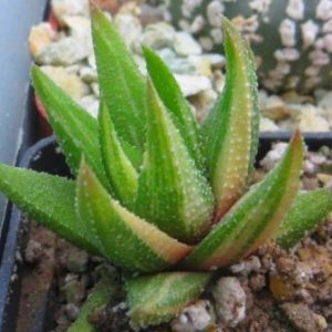 haworthia radula variegated