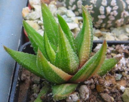 haworthia radula variegated