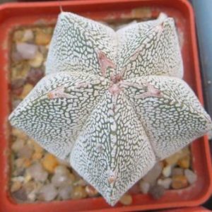 astrophytum onzuka v type