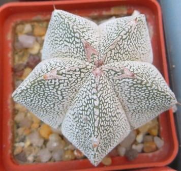 astrophytum onzuka v type
