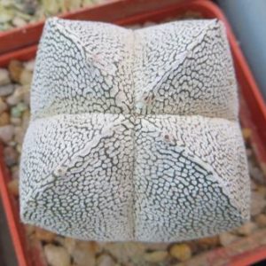 astrophytum onzuka v type