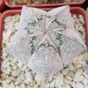 astrophytum onzuka