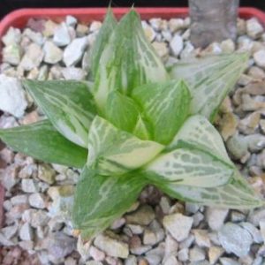 haworthia variegata