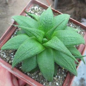 haworthia limifolia Green Ork