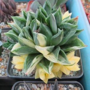 haworthia variegata