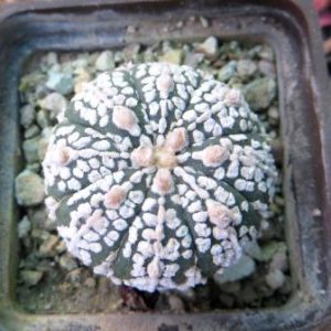astrophytum super kabuto snow
