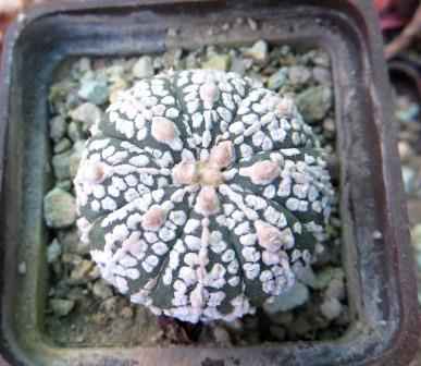 astrophytum super kabuto snow