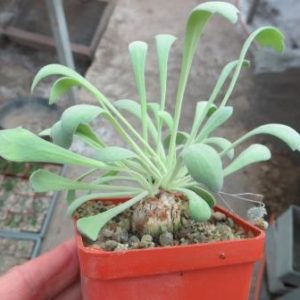othonna euphorbioides caudex