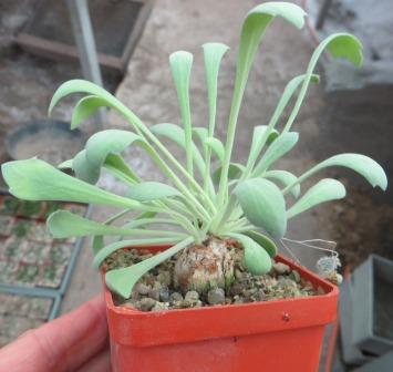 othonna euphorbioides caudex