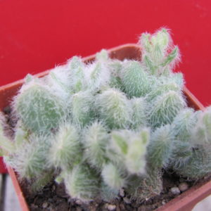 Sedum  hintonii