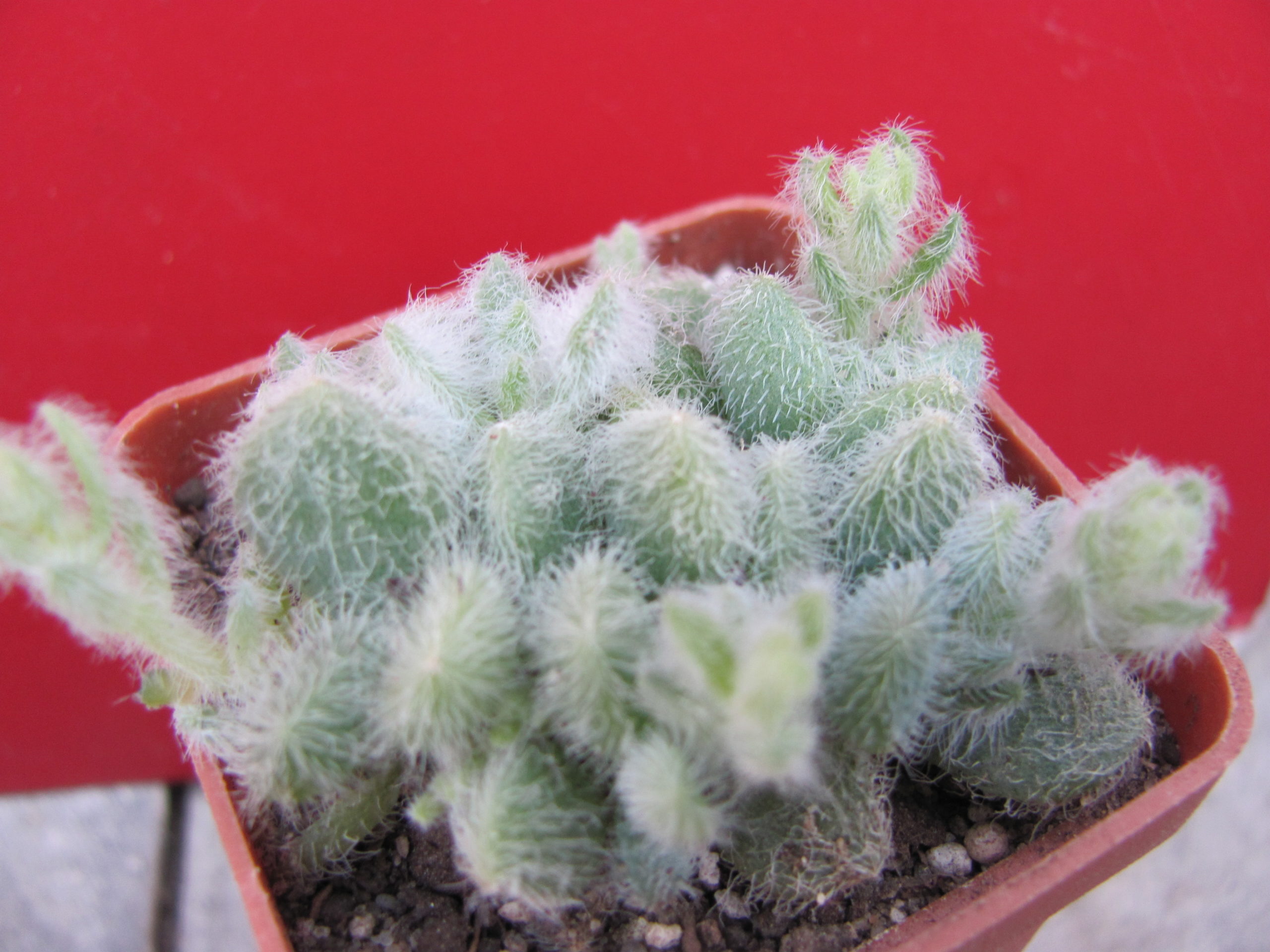 Sedum  hintonii