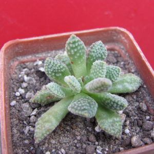 Crassula   ausensis  titanopsis