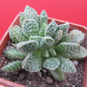 Crassula  ausensis  titanopsis