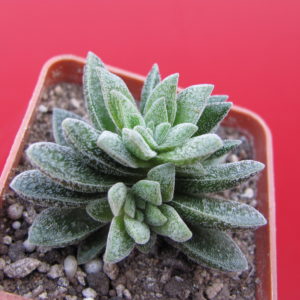 Crassula   Frosty