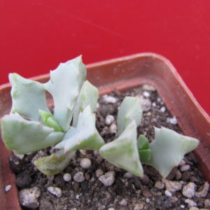 Oscularia  deltoides