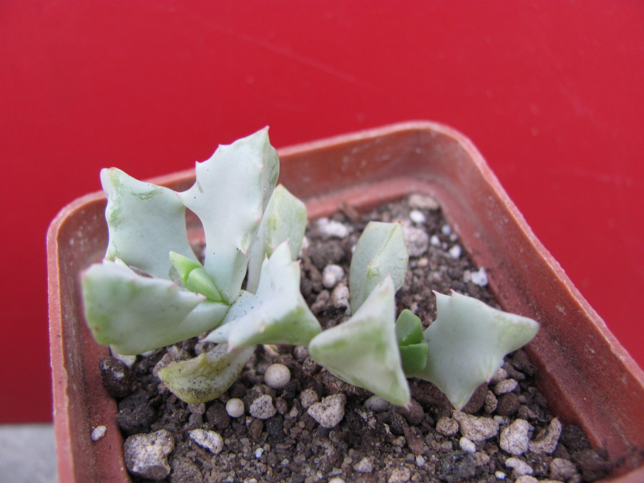 Oscularia  deltoides
