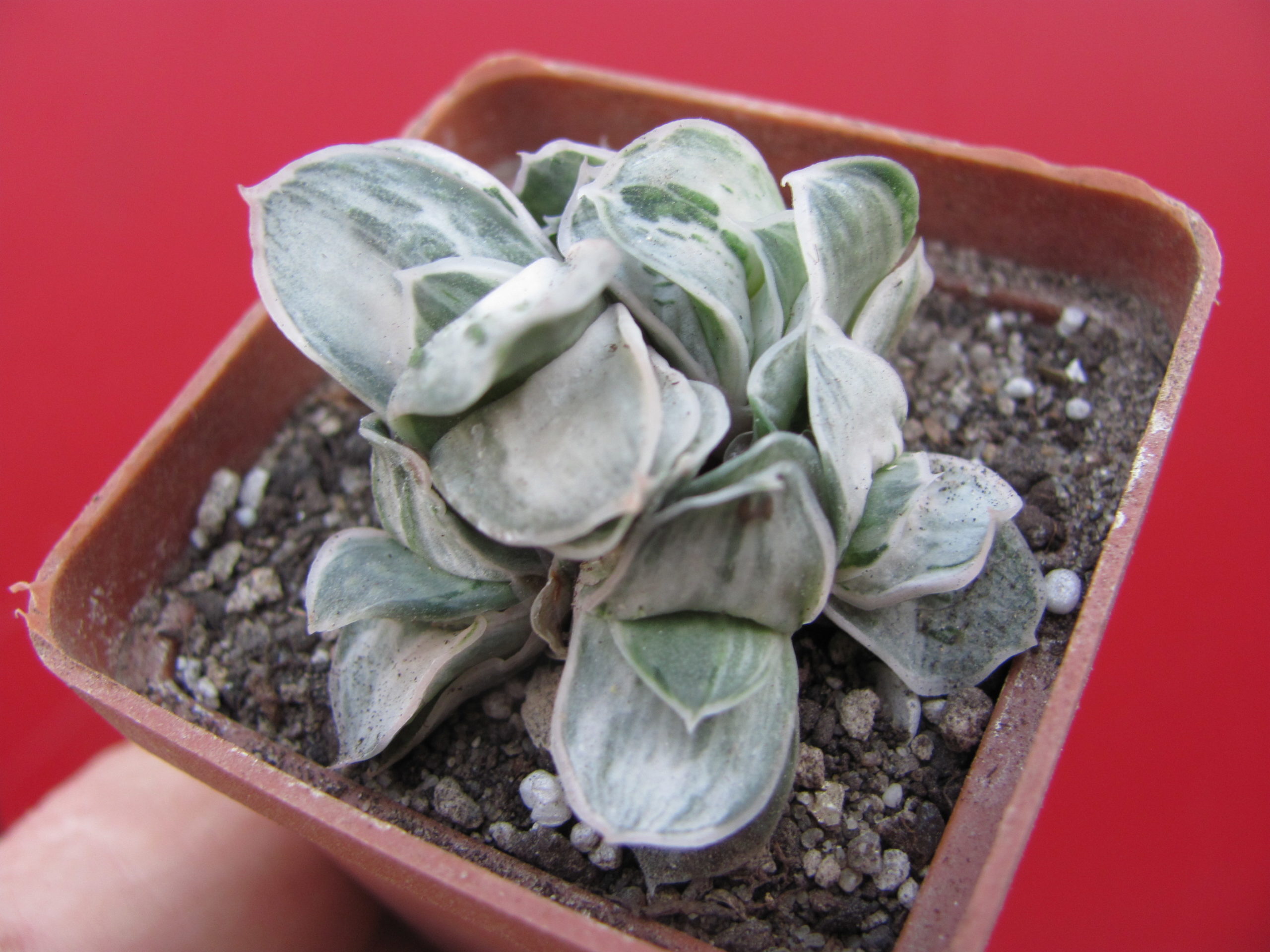 Gasteria    *Sat Sato no Matsu*