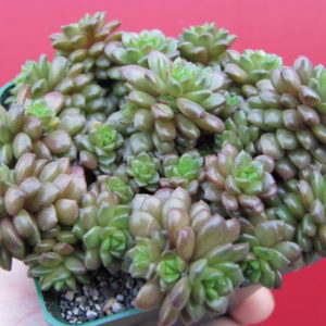Cremnosedum    *Little  Gem*