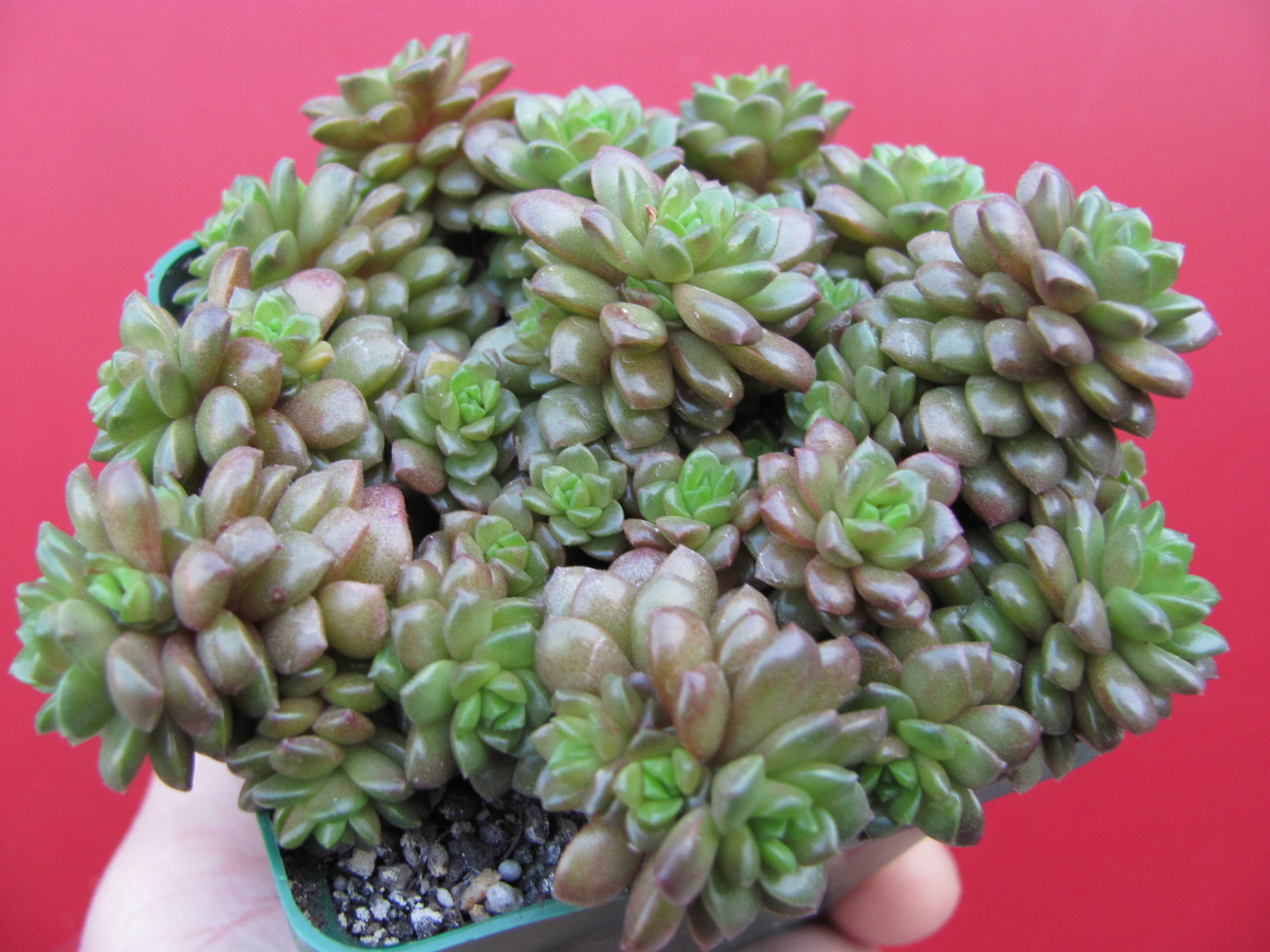 Cremnosedum    *Little  Gem*